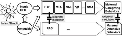 Reduced Child-Oriented Face Mirroring Brain Responses in Mothers With Opioid Use Disorder: An Exploratory Study